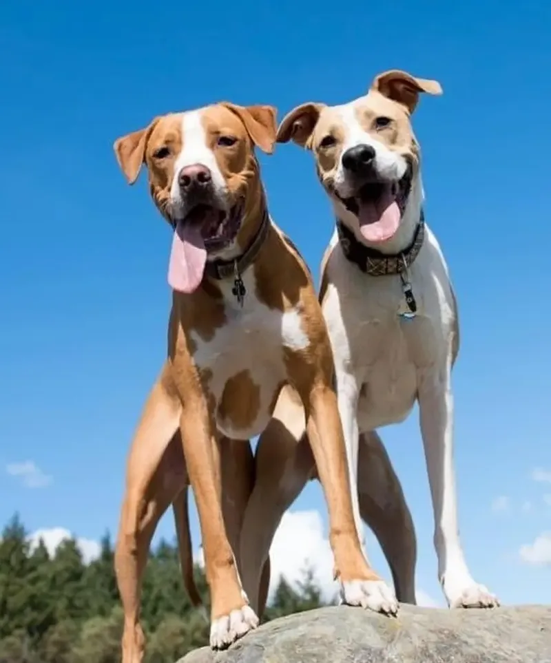 Two dogs photographed on a rock